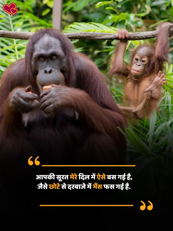 funny shayari in hindi