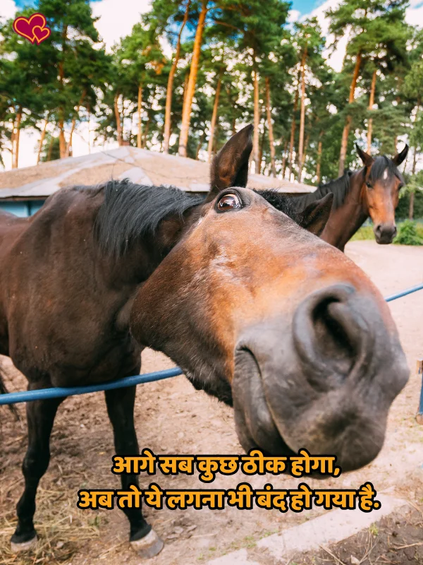 funny shayari for lover