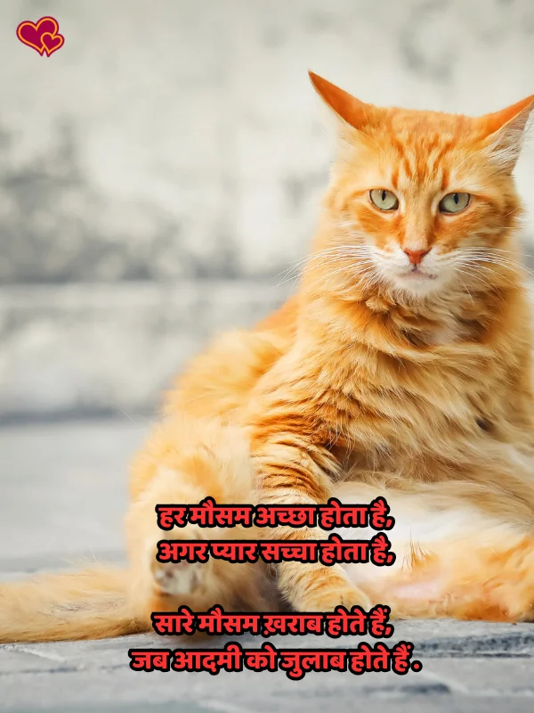 funny shayari for lover